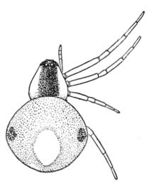 Yaygın Örümcekler U.S. 304 Theridula opulenta.png