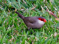 Waxbill, Common Estrilda astrild