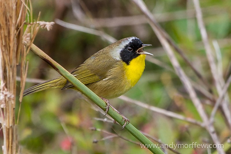 File:Common Yellowthroat (12136848145).jpg