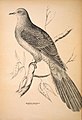 Companion to Gould's Handbook; or, Synopsis of the birds of Australia (Plate 59) (6943661323).jpg