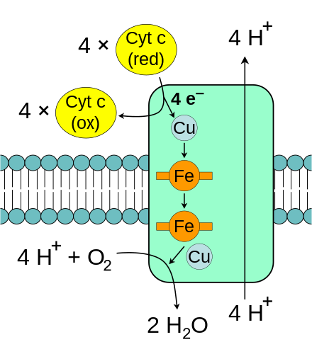 Complex IV: cytochrome c oxidase.