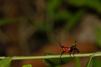 Conocephalus melaenus