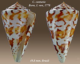 Conus centurio