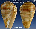 Conus fuscolineatus Sowerby, G.B. III, 1905