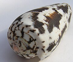 Улитка 21. Ракушка конус. Conus Magus. Cone Snail Venom. Conus marmoreus.
