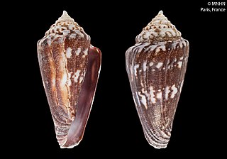 <i>Conus norpothi</i> Species of gastropod