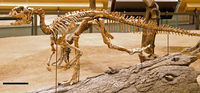 Convolosaurus in Perot Museum.png