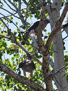 A breeding pair of Cooper's hawks, consisting of an adult male and an immature female. Cooper's Hawks in love (an older male and young female) (33861751226).jpg