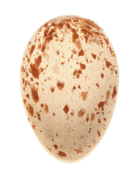 File:Corncrake egg, b.png