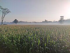 ভুট্টাক্ষেত, প্রশিকা এইচআরডিসি ক্যাম্পাস