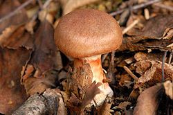 (Cortinarius cinnamomeus)