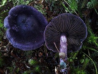 <i>Cortinarius atrolazulinus</i> Species of fungus