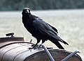 Corvus corax ca.jpg