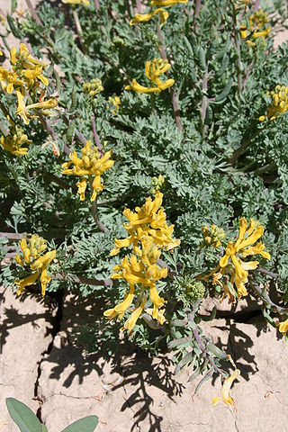 <i>Corydalis aurea</i> Species of flowering plants in the poppy family