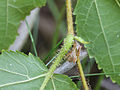 Corylus americana 5474402.jpg