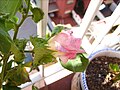 멕시코 목화(Gossypium hirsutum) (바르셀로나)