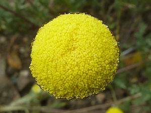 Cotula 'Yellow Marbles' (Compositae) flower.JPG