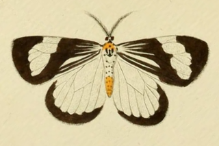 <i>Nyctemera tripunctaria</i> species of insect