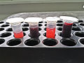 Cranberry and blueberry juices for antibiogram test.jpg