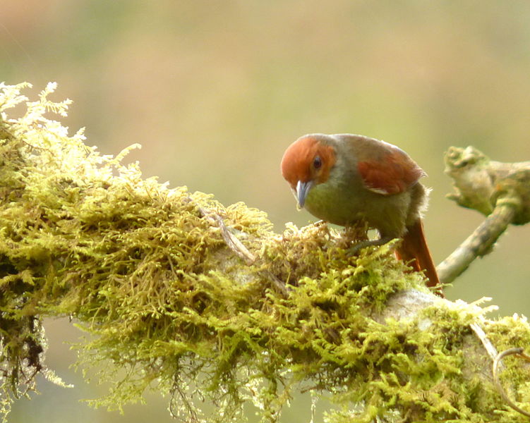 File:Cranioloeuca erythrops (Hojarasquero rubicundo) (17014259565).jpg