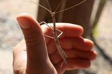 Creosote Bush Walkingstick 01.JPG