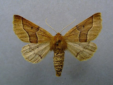 Crocallis tusciaria