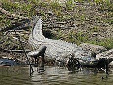 Crocodylus niloticus (Kafue).jpg
