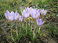 Crocus imperati 'De Jager'