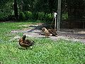 Cross Creek Mkrawlings ducks02.jpg