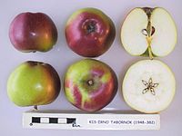 Cross section of Kis Erno Tabornok, National Fruit Collection (acc. 1948-382) .jpg