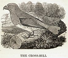 'The Cross-Bill' wood engraving in Thomas Bewick's A History of British Birds (1847 edition) Crossbill woodcut by Thomas Bewick.jpg