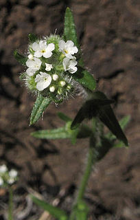 <i>Cryptantha clevelandii</i> Species of flowering plant