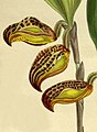 Zootrophion dayanum (as syn. Cryptophoranthus dayanus) plate 8740 in: Curtis's Bot. Magazine (Orchidaceae), vol. 143, (1917) (Detail)