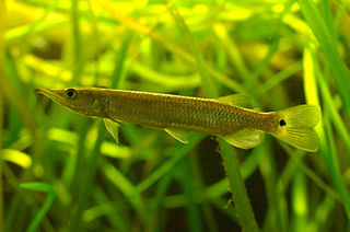 <i>Ctenolucius</i> Genus of fishes