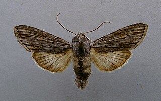 <i>Cucullia lucifuga</i> Species of moth