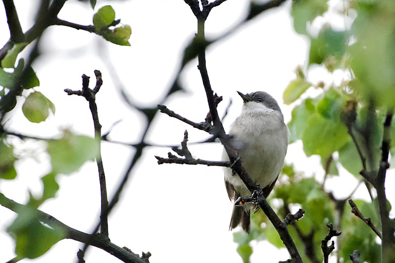 File:Curruca curruca ssp. curruca.jpg