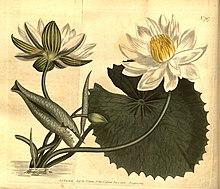 Curtis's botanical magazine (No. 797) (8470978436).jpg