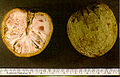 Annona reticulata