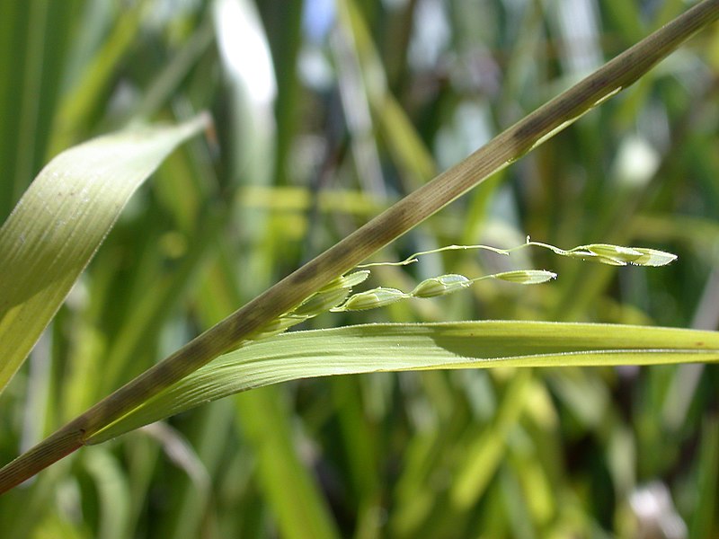 File:Cut Grass Leersia oryzoides (6485813897).jpg