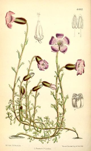 <i>Cyananthus lobatus</i> Species of flowering plant