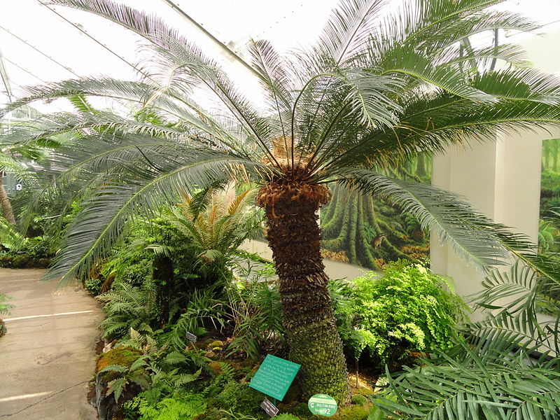 File:Cycas taiwaniana - United States Botanic Garden - DSC09561.JPG