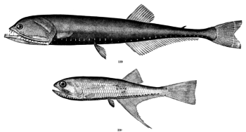 An image of two fish in the family Gonostomati...
