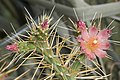 Cylindropuntia hystrix