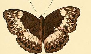 <i>Cymothoe anitorgis</i> Species of butterfly