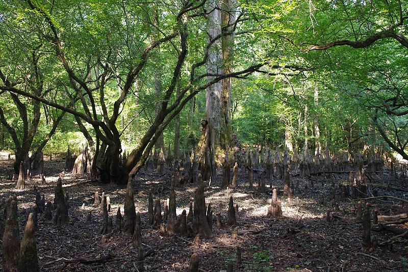 File:Cypress tree knees.jpg