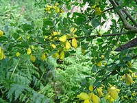 Cytisus arboreus