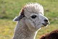 * Nomination Alpaca in the Börnste hamlet, Kirchspiel, Dülmen, North Rhine-Westphalia, Germany --XRay 03:51, 16 April 2020 (UTC) * Promotion  Support Good quality. --Zcebeci 10:29, 16 April 2020 (UTC)