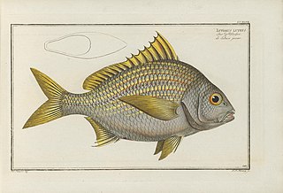 <i>Genyatremus luteus</i> Species of fish