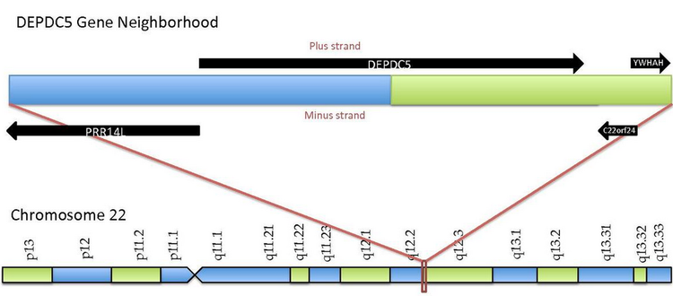 DEPDC5 Gene Neighborhood.png