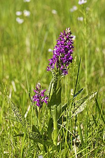 <i>Dactylorhiza majalis</i> species of plant